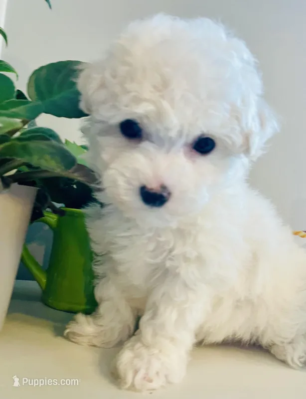 Extra Small Stella – Bichon Frise puppy for sale in Uniontown, OH