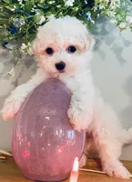 Extra Small Stella, a female Bichon Frise for sale in Uniontown, OH – Photo 3 of 7