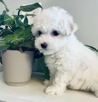 Extra Small Stella, a female Bichon Frise for sale in Uniontown, OH – Photo 4 of 7