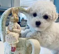 Extra Small Stella, a female Bichon Frise for sale in Uniontown, OH – Photo 6 of 7