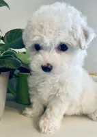 Extra Small Stella, a female Bichon Frise for sale in Uniontown, OH – Photo 5 of 7