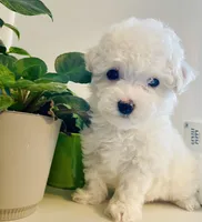 Extra Small Stella, a female Bichon Frise for sale in Uniontown, OH – Photo 2 of 7
