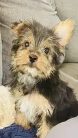 Renee, a female Yorkshire Terrier for sale in Uniontown, OH – 1 of 8