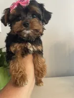 Teacup Tia, a female Morkie for sale in Uniontown, OH – 7 of 9