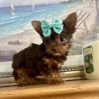 Queenie  (teacup), a female Yorkshire Terrier for sale in Uniontown, OH – 4 of 6