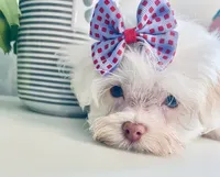 Tiny Jade, a female Maltese for sale in Uniontown, OH – 7 of 9