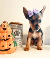 Teacup Autumn, a female Yorkshire Terrier for sale in Uniontown, OH – 5 of 8