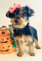 Little Candy, a female Yorkshire Terrier for sale in Uniontown, OH – 2 of 8