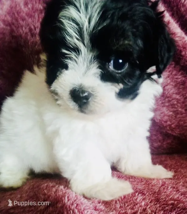 Sophie – Havanese puppy for sale in Uniontown, OH