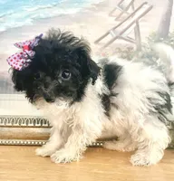 Teacup Tina, a female Maltipoo for sale in Uniontown, OH – 5 of 7