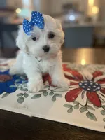 Little Darcy, a female Maltese for sale in Uniontown, OH – 5 of 8