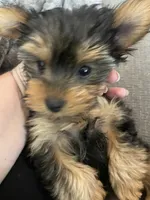 Luna, a female Yorkshire Terrier for sale in Uniontown, OH – 3 of 7
