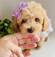 Tiny tulip, a female Maltipoo for sale in Uniontown, OH – 4 of 7