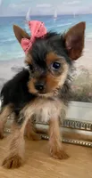 Teacup queenie, a female Yorkshire Terrier for sale in Uniontown, OH – 5 of 9