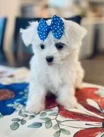 Tiny Della, a female Maltese for sale in Uniontown, OH – 2 of 8