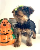 Tiny Apple, a female Yorkshire Terrier for sale in Uniontown, OH – 2 of 9