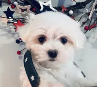 Tiny Della, a female Maltese for sale in Uniontown, OH – 5 of 8