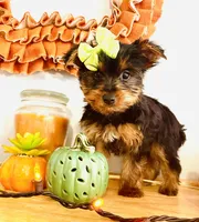 Tiny Apple, a female Yorkshire Terrier for sale in Uniontown, OH – 4 of 9