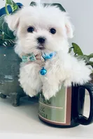 Toby, a male Maltese for sale in Uniontown, OH – 2 of 8
