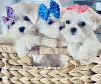 Teacup Lily, a female Maltese for sale in Uniontown, OH – 7 of 7