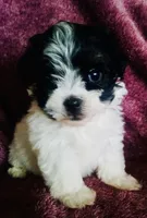 Sophie, a female Havanese for sale in Uniontown, OH – 2 of 5