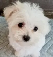 Tiny Queen, a female Maltese for sale in Uniontown, OH – Photo 2 of 6