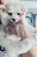 Queenie, a female Maltese for sale in Uniontown, OH – Photo 2 of 5