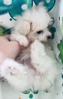 Queenie, a female Maltese for sale in Uniontown, OH – Photo 3 of 5