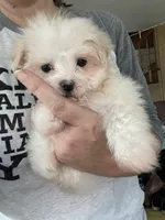 Queenie, a female Maltese for sale in Uniontown, OH – Photo 4 of 5