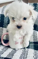 Queenie, a female Maltese for sale in Uniontown, OH – Photo 5 of 5