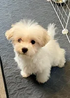 Queenie, a female Maltese for sale in Uniontown, OH – Photo 1 of 5