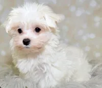 Tiny Queen, a female Maltese for sale in Uniontown, OH – Photo 1 of 6