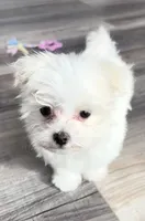 Tiny Queen, a female Maltese for sale in Uniontown, OH – Photo 3 of 6