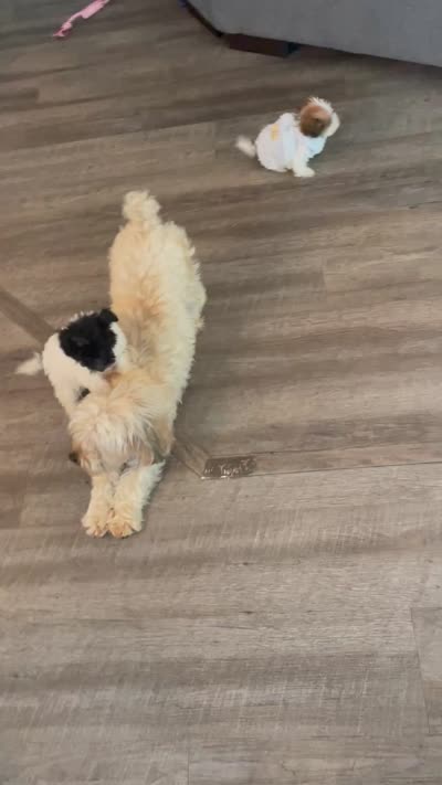 Teacup Tuck, a male Maltipoo for sale in Uniontown, OH – 10 of 10