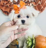 Tiny jewel, a female Maltese for sale in Uniontown, OH – 4 of 7