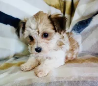 Missy, a female Shichon for sale in Uniontown, OH – 3 of 6