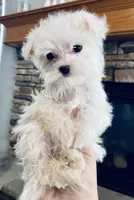 Teacup Dolly, a female Maltese for sale in Uniontown, OH – 5 of 6