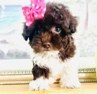 Teacup Torie, a female Havapoo for sale in Uniontown, OH – 6 of 7