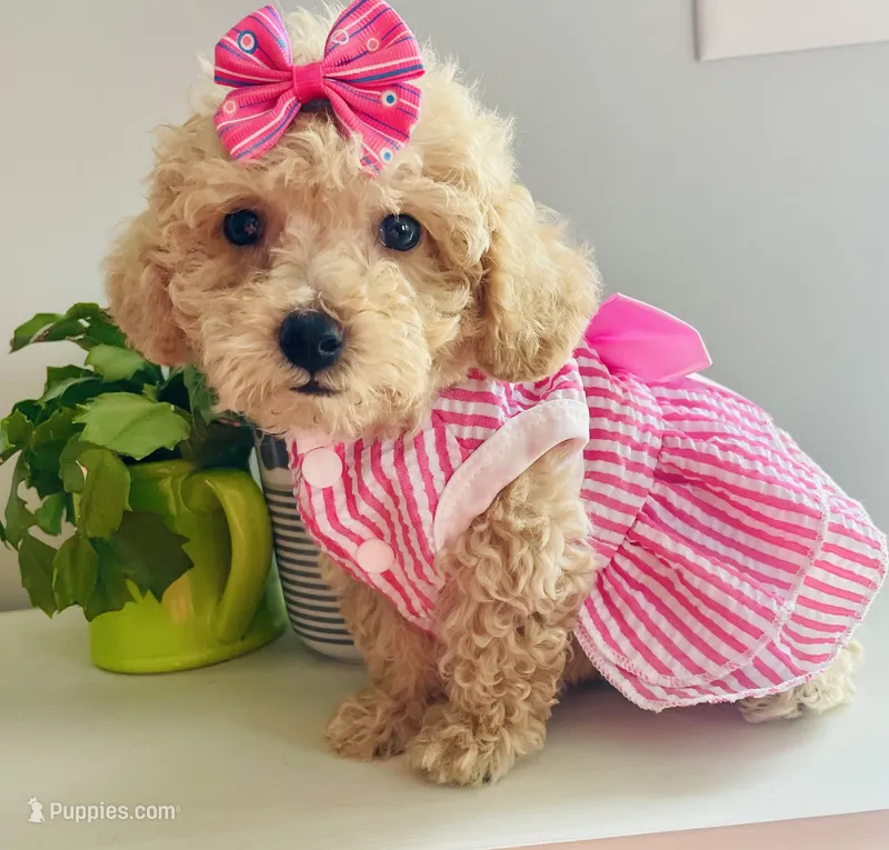 Tiny Torie – Maltipoo puppy for sale in Uniontown, OH