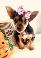 Teacup Pumpkin, a female Yorkshire Terrier for sale in Uniontown, OH – 2 of 9