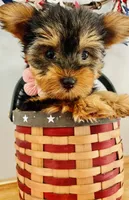 Little Layla, a female Yorkshire Terrier for sale in Uniontown, OH – 2 of 7
