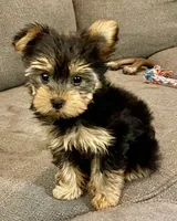 Lexi, a female Yorkshire Terrier for sale in Uniontown, OH – 2 of 6
