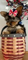 Luna, a female Yorkshire Terrier for sale in Uniontown, OH – 6 of 7