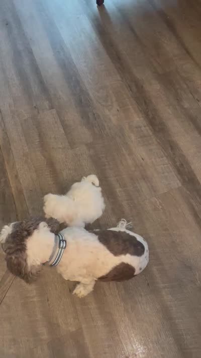 Little Darcy, a female Maltese for sale in Uniontown, OH – 7 of 8