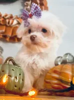 Tiny Jade, a female Maltese for sale in Uniontown, OH – 4 of 9