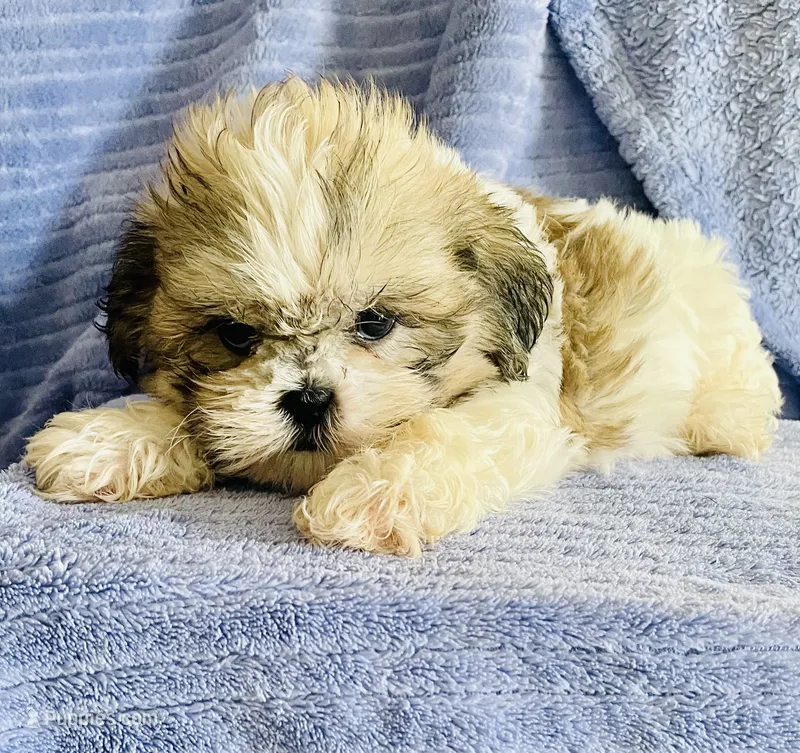 Pip – Shih Tzu puppy for sale in Uniontown, OH