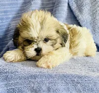 Pip, a male Shih Tzu for sale in Uniontown, OH – 1 of 6