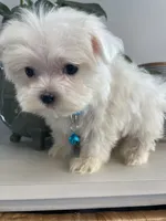 Toby, a male Maltese for sale in Uniontown, OH – 4 of 8