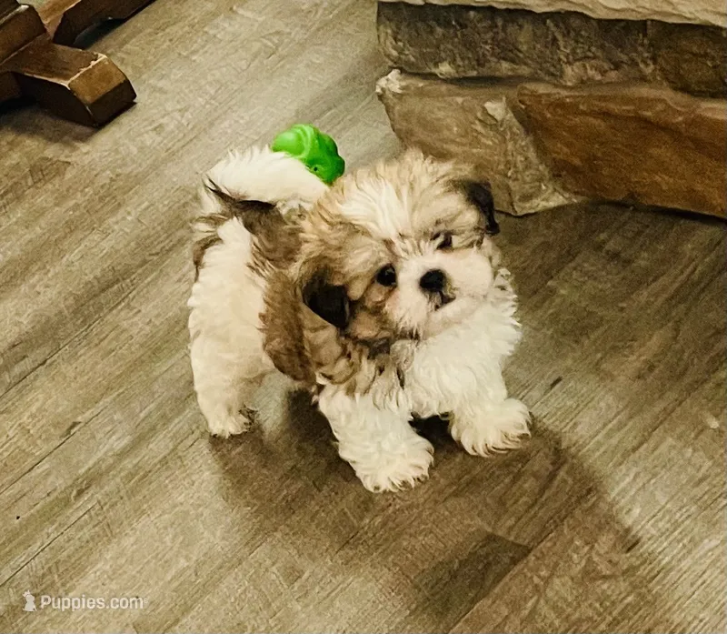 Hunter – Shih Tzu puppy for sale in Uniontown, OH
