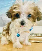 Teacup Tuck, a male Maltipoo for sale in Uniontown, OH – 2 of 10